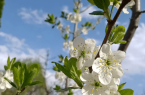 رخ نمایی طبیعت بهاری شهر کلور