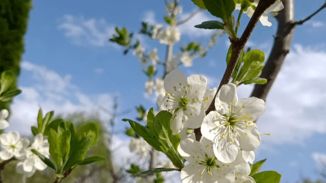 رخ نمایی طبیعت بهاری شهر کلور