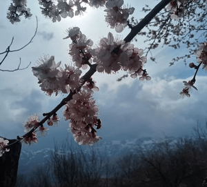 زیبایی های شهر کلور